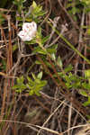 Hairy laurel <BR>Hairy wicky